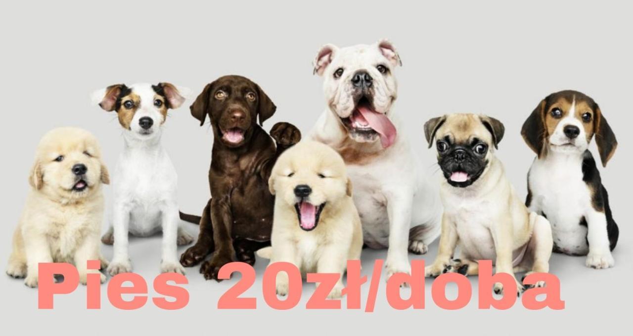 Domek Na Skarpie Zubrzyca Dolna Dış mekan fotoğraf